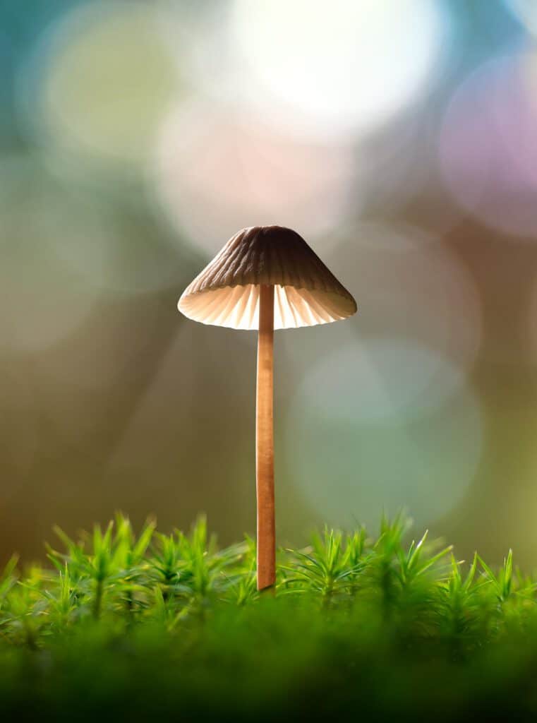 Bokeh