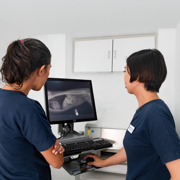 Vetenarian-Xray Erhvervsfotografs billede af røntgen gennemgang Hellerup Dyreklinik