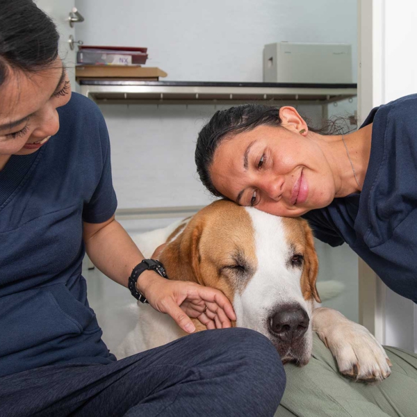 Vetenarian2 Dyrlæge og syresygeplejerske med stor hund