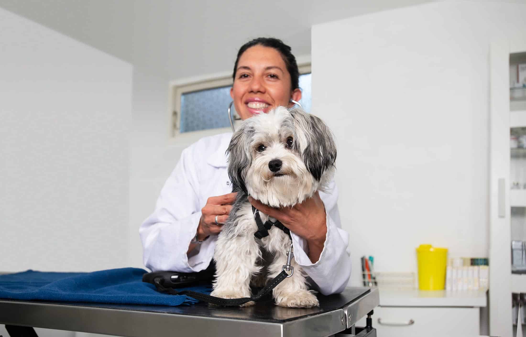 Dyrlæge med hund