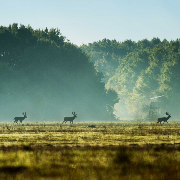Fallow-Deer-Walk