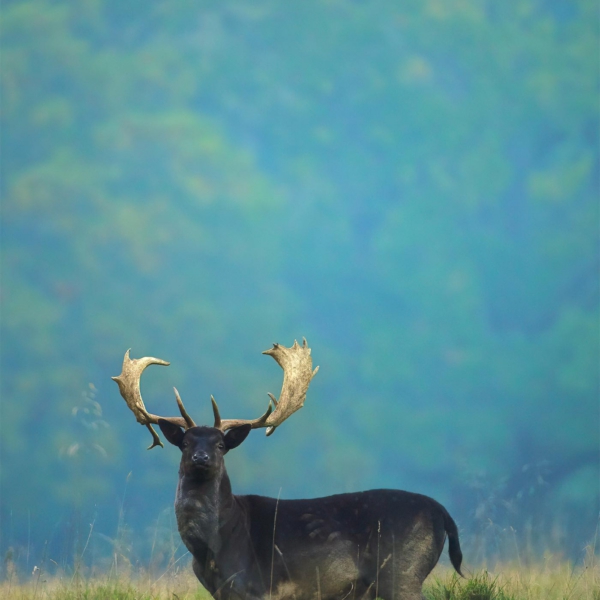 FallowDeerBlue