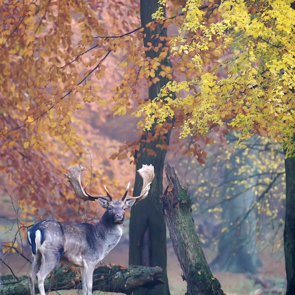 Fallowdeer