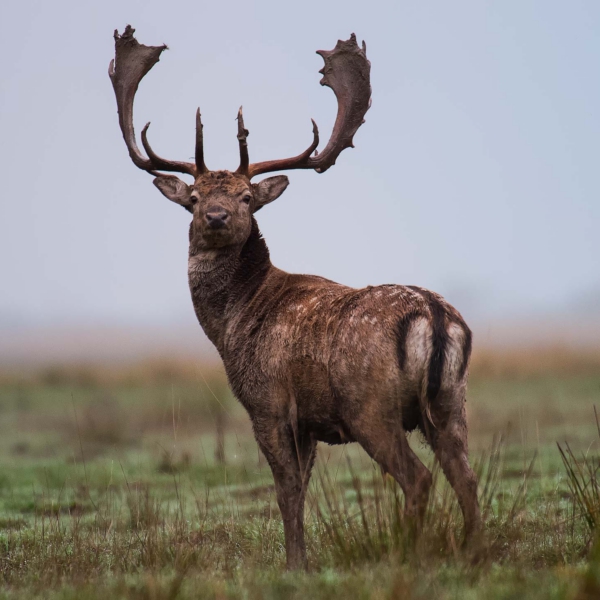 Fallowdeer02