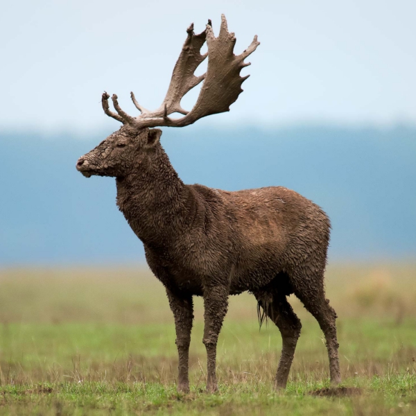 Fallowdeer03
