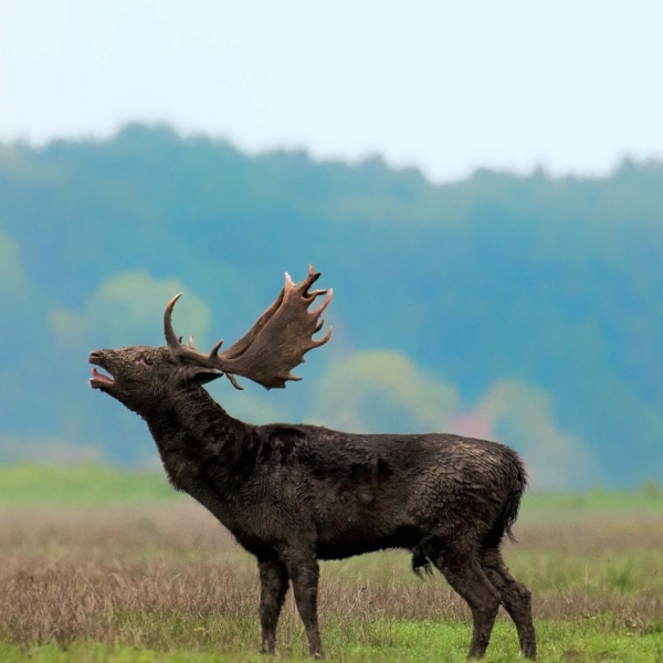 Fallowdeer04