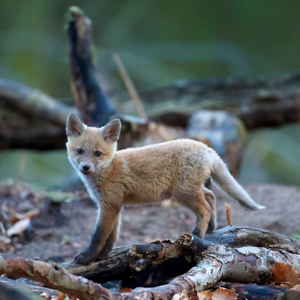 Fox