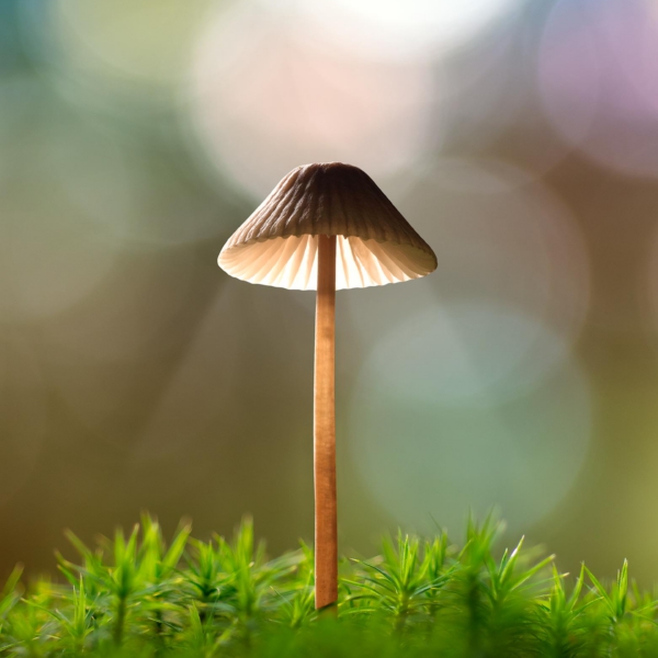 Fungi