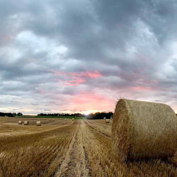 HarvestSunset