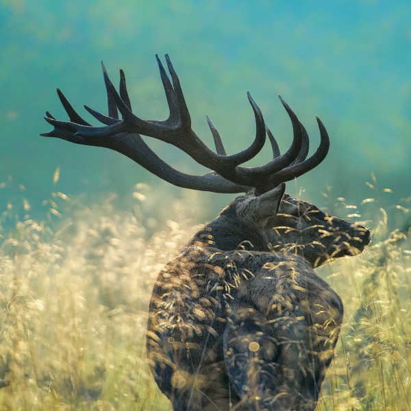 OldStag