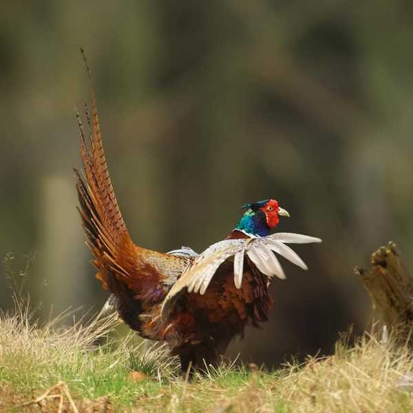 Pheasant