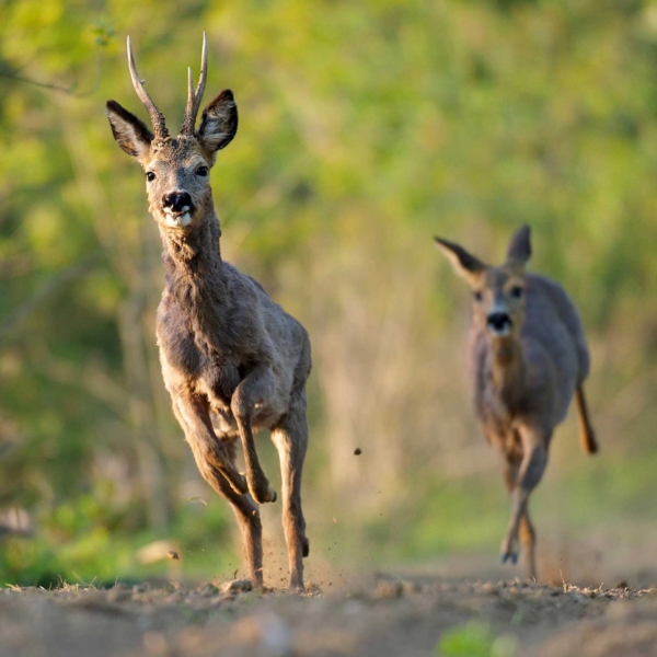 RunningRoedeer
