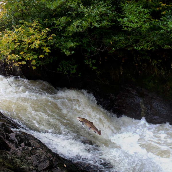 ScotlandFish