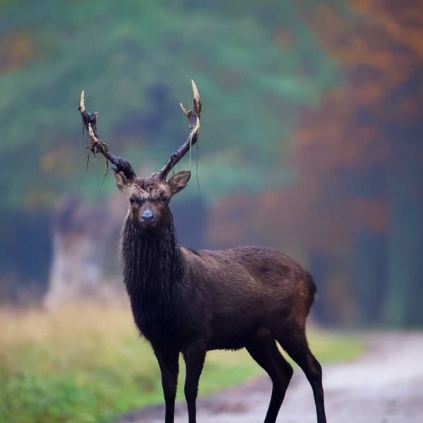 Sika