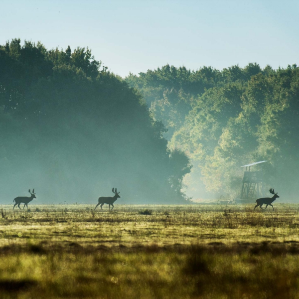 The Long Walk Three fallow deer walking