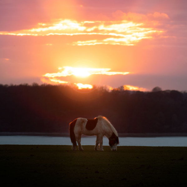 ThePony