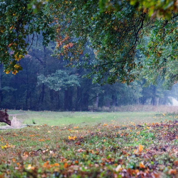 Wildboarhunting