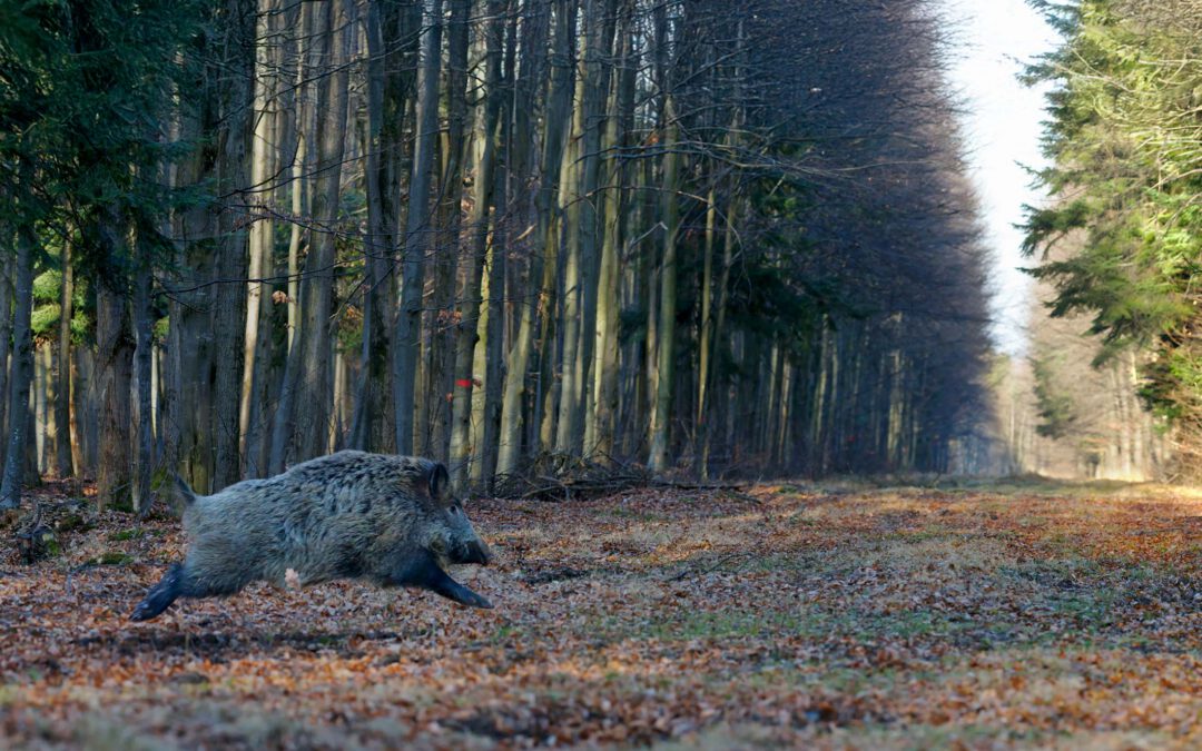 Kan AI-genererede billeder erstatte ægte fotografi?