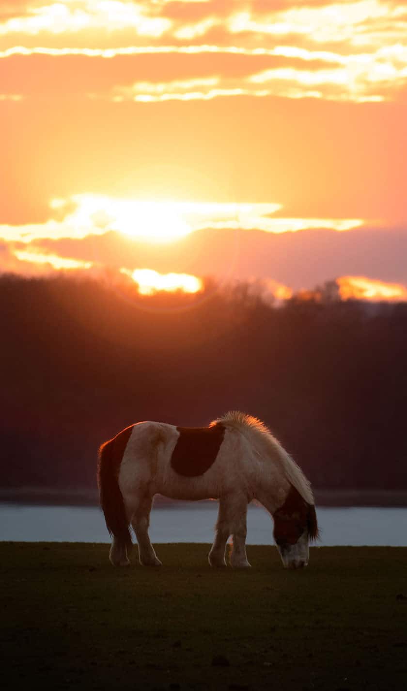 Hest græsser ved solnedgang.